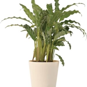 Calathea Rufibarba